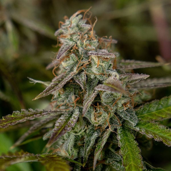 Wurlz F1 Automatic (Zamnesia seed) feminisiert.