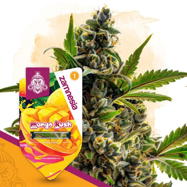 Mango Kush (Zamnesia Seeds) feminisiert