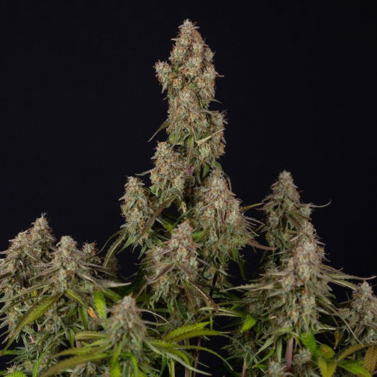 Wurlz F1 Automatic (Zamnesia seed) feminisiert.