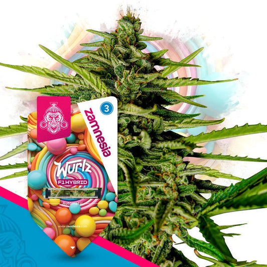 Wurlz F1 Automatic (Zamnesia seed) feminisiert.