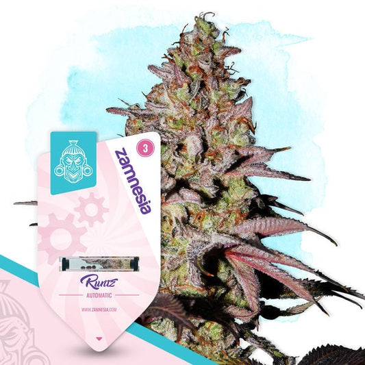 Runtz (Zamnesia Seeds) feminisiert