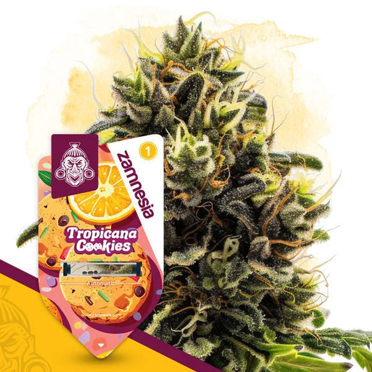 Tropicana Cookies (Zamnesia Seeds) feminisiert
