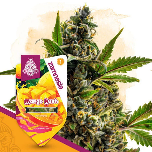 Mango Kush (Zamnesia Seeds) feminisiert